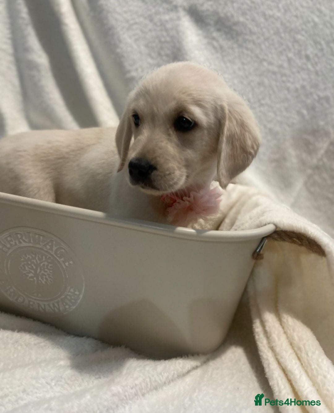 Goldador dogs Goldador puppies for sale  - Advert 9
