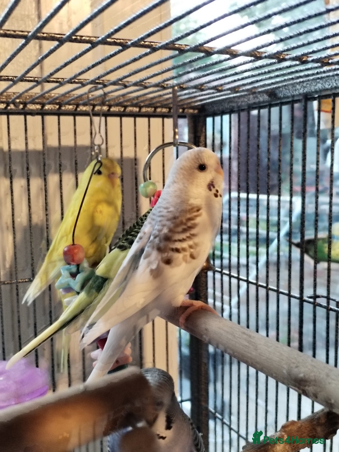 Budgerigars birds for sale: Beautiful baby budgies lovely colours  - Image 10
