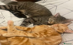 British Shorthair cats for sale: 2 cats for rehoming - Image 5