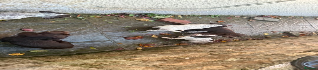 Cocker Spaniel Puppy 2