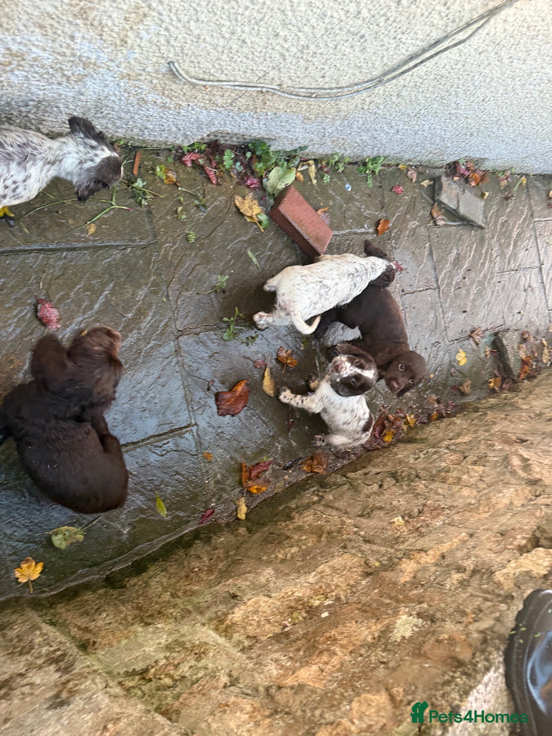 Cocker Spaniel dogs for sale: Loving playful pups - Image 4