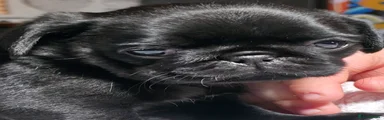Pug Puppy 5
