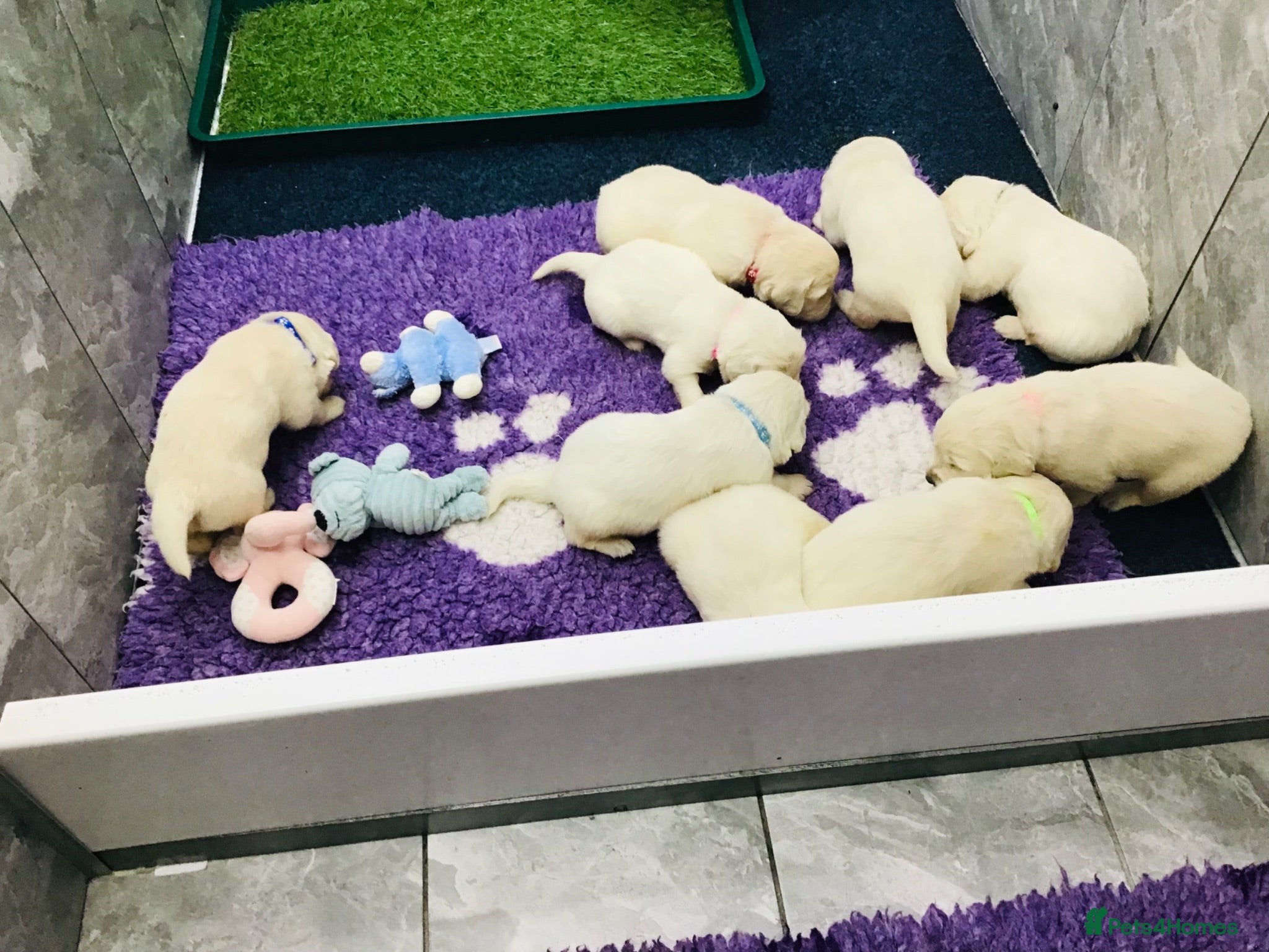 Golden Retriever dogs Kc Registered Golden Retriever puppies - Advert 2