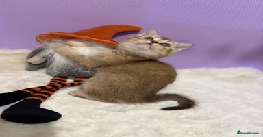 British Shorthair cats - Advert 10