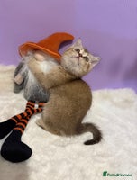 British Shorthair cats - Advert 1