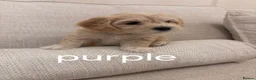 Maltipoo dogs for sale: 6 maltipoo champagne coloured puppies  - Advert 16