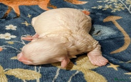 Maltipoo dogs for sale: Stunning Toy Maltipoo Puppies - Image 12