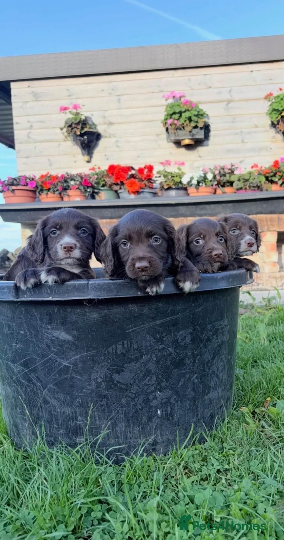 Sprocker dogs for sale: 🐶 SPROCKER SPANIEL PUPPIES 🐶  - Advert 16