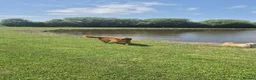 Golden Retriever dogs for sale: KC GOLDEN RETRIEVER PUPPIES  - Advert 4