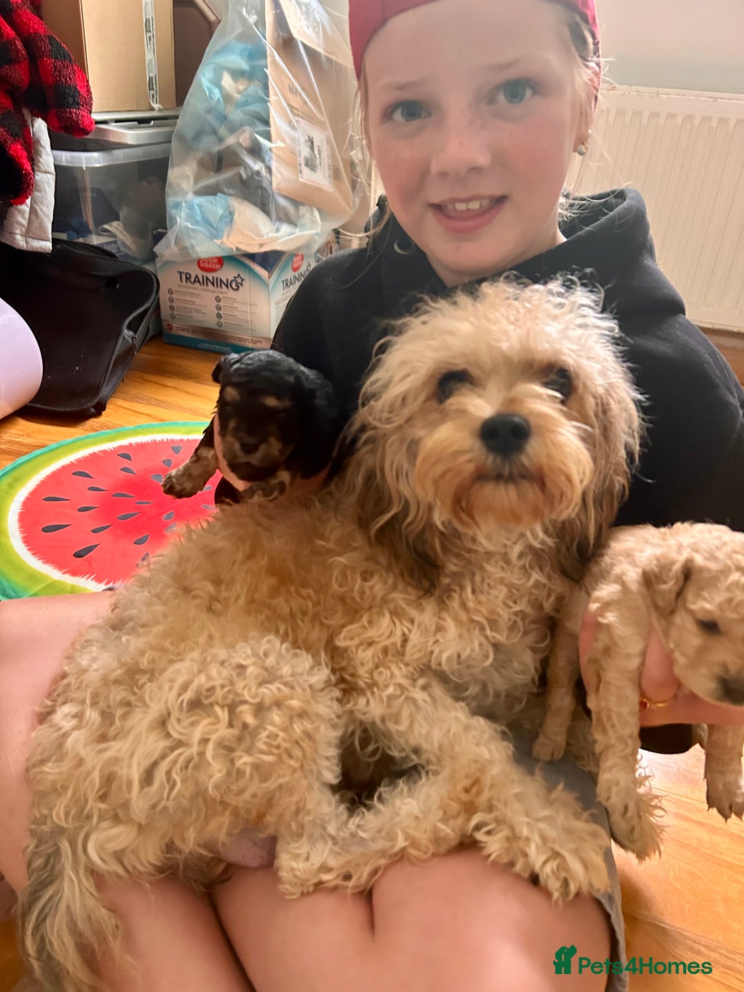 Cavapoochon dogs for sale: Cavapoochon 1 boy 1 girl left - Image 7