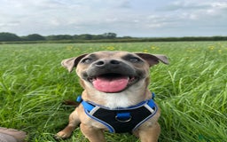 Mixed Breed dogs for sale: Staffy X Jack looking forever home. - Image 7
