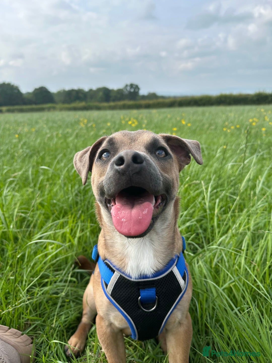 Mixed Breed dogs for sale: Staffy X Jack looking forever home. - Image 7