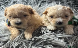 Maltipoo dogs for sale: TINY TOY F1 HEALTH TESTED MALTIPOO PUPS - Image 15