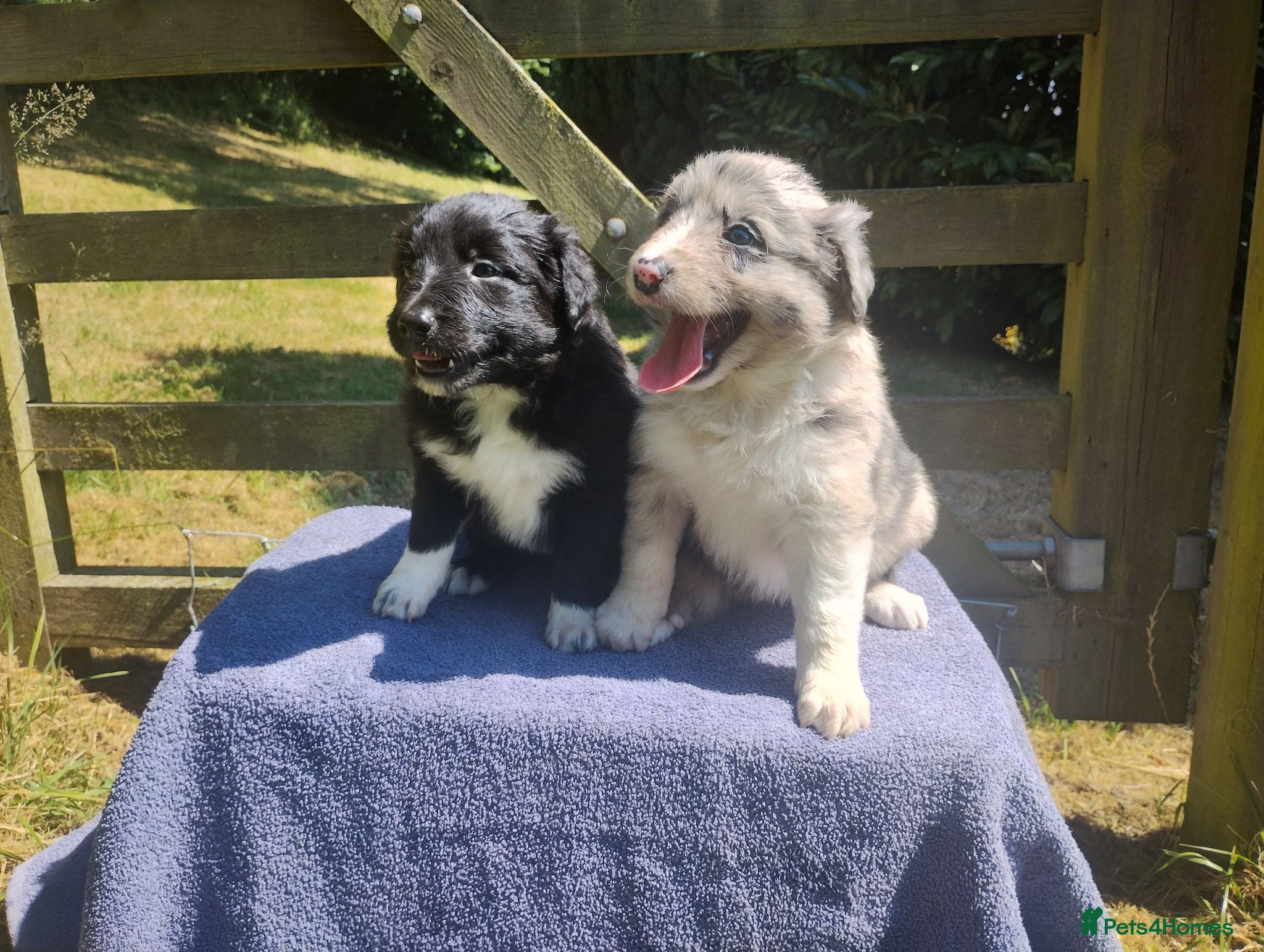 Border Collie dogs Traditional Border Collie Puppies - Advert 1