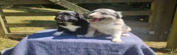 Border Collie dogs for sale: Traditional Border Collie Puppies in Shrewsbury - Advert 1