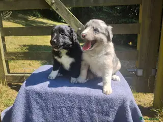 Border Collie dogs Traditional Border Collie Puppies - Advert 5