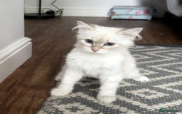 Siberian cats for sale: Beautiful Siberian Neva Masquerade Kitten - Image 1