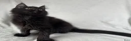 Maine Coon cats for sale: Reduced! TICA Maine Coon Kittens active possible  - Advert 12