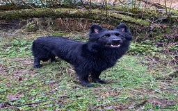 German Shepherd dogs for sale: OLD FASHION GSD PUPPIES DUE 8TH OCTOBER  - Image 3