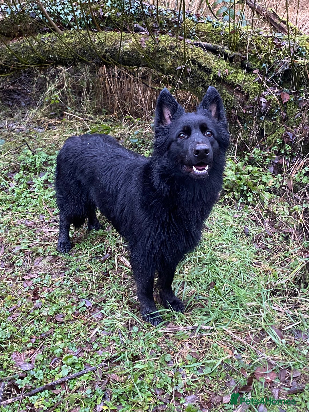 German Shepherd dogs for sale: OLD FASHION GSD PUPPIES DUE 8TH OCTOBER  - Image 3