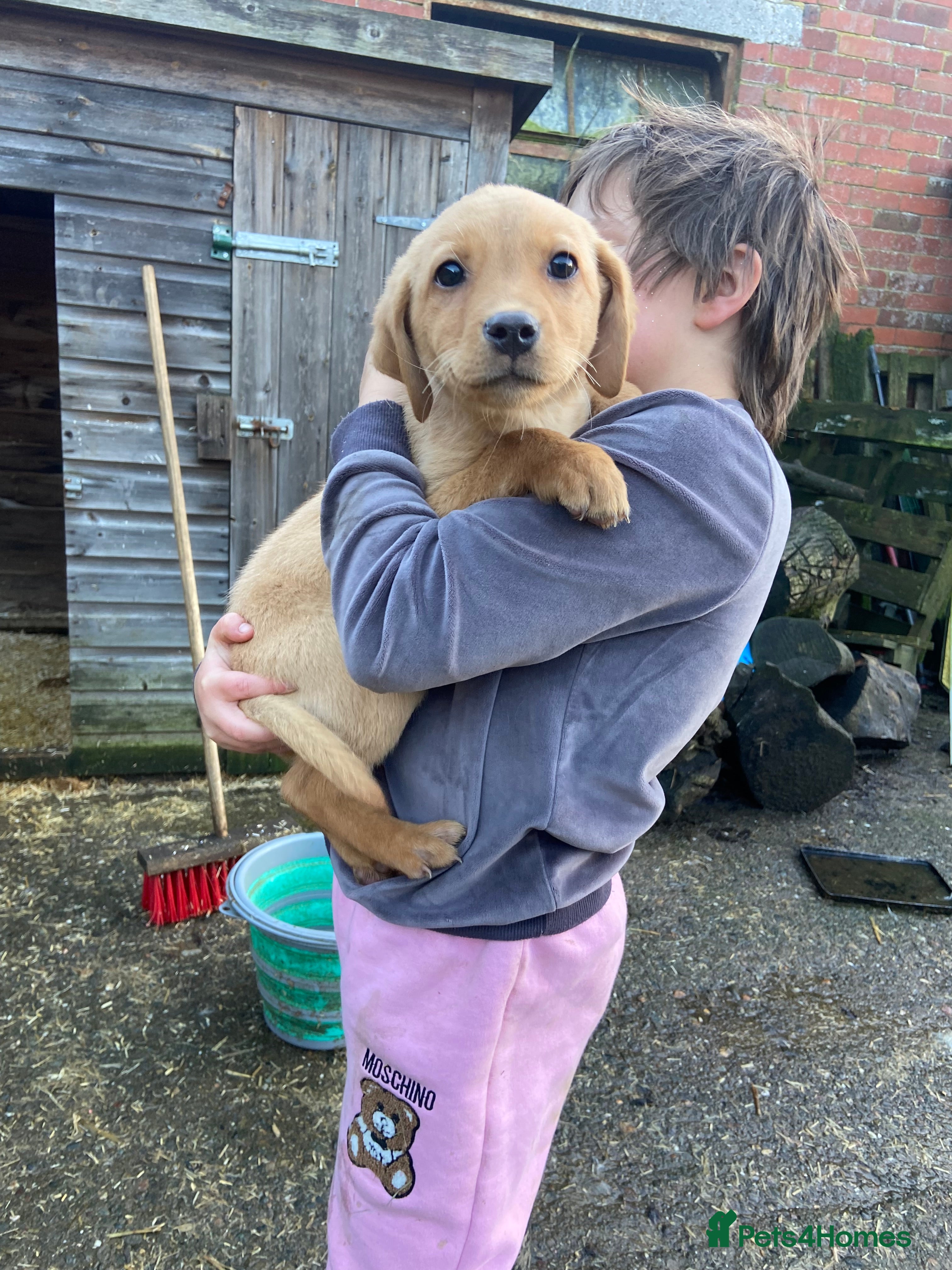 Labrador Retriever dogs 3 beautiful Labrador puppies for sale  - Advert 11