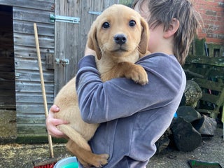 Labrador Retriever dogs 3 beautiful Labrador puppies for sale - Advert 1