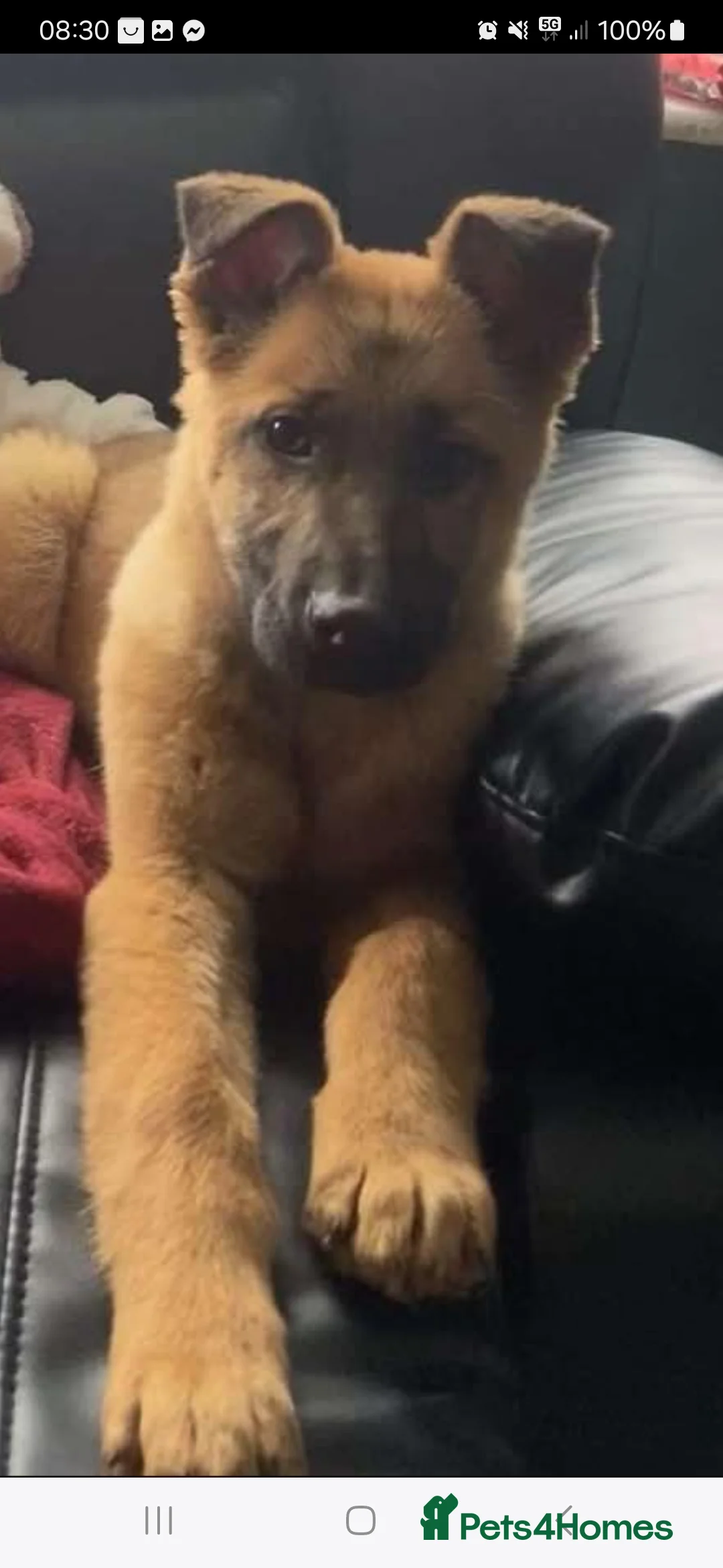 German Shepherd dogs for sale: Czech shepherd  - Advert 14