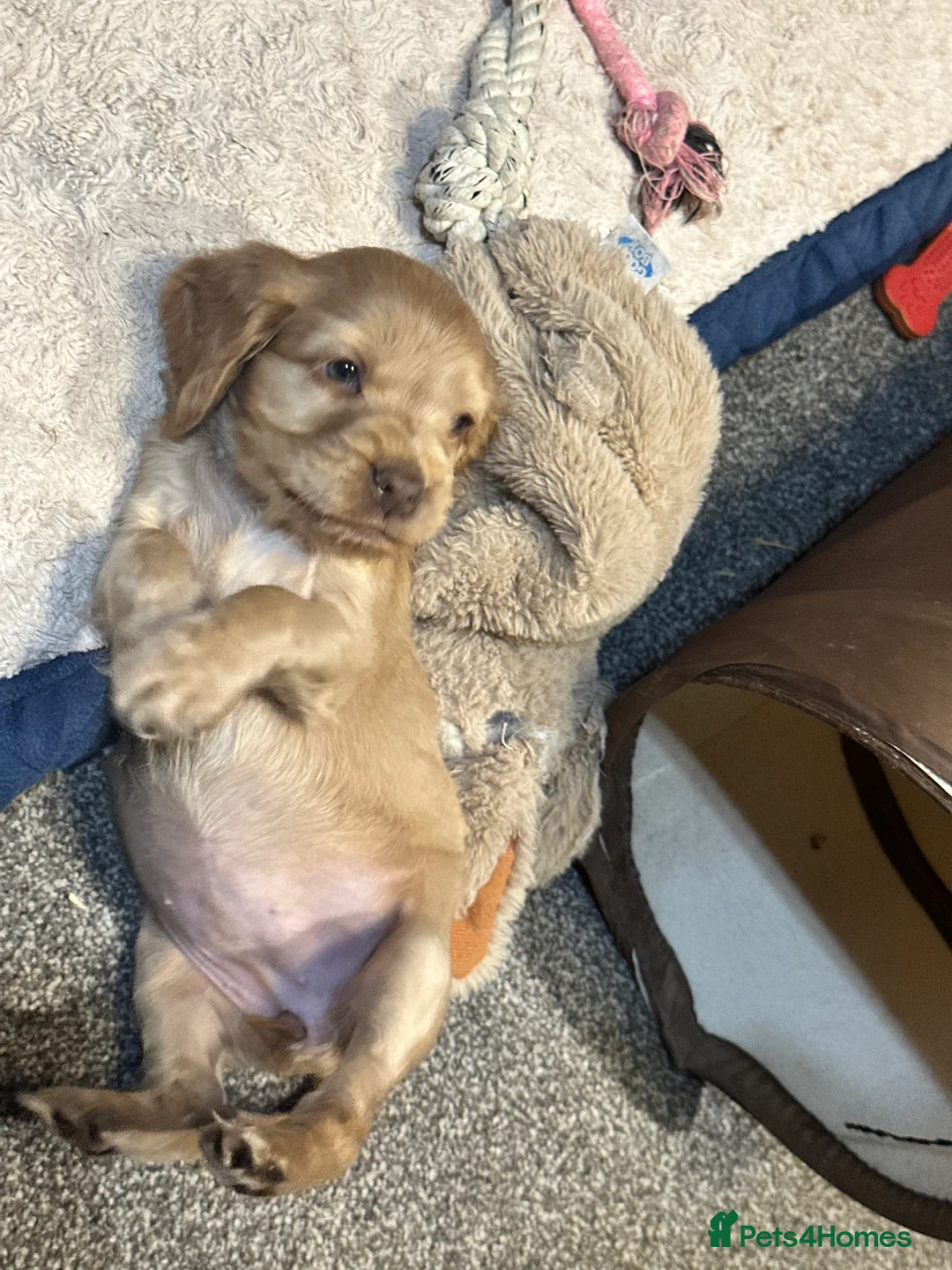 Cocker Spaniel dogs for sale: Beautiful show type chocolate and gold girls - Advert 7