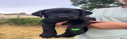 Labrador Retriever dogs for sale: KC Registered black Labrador puppies - Advert 3