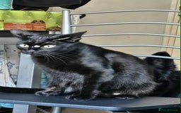British Shorthair cats for sale: 2x all black British short hair cats - Image 2