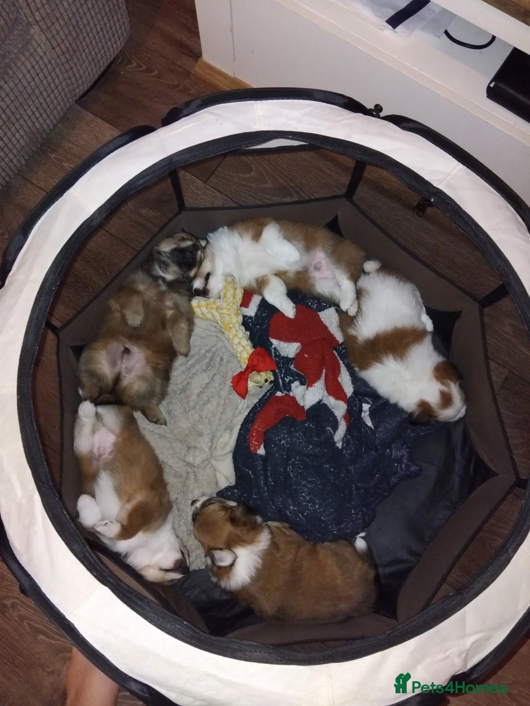 Pomchi dogs for sale: Pomchi puppies - Advert 32