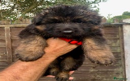 German Shepherd dogs for sale: Long Haired GSD Puppies. Only 1 boys LEFT!  - Image 10