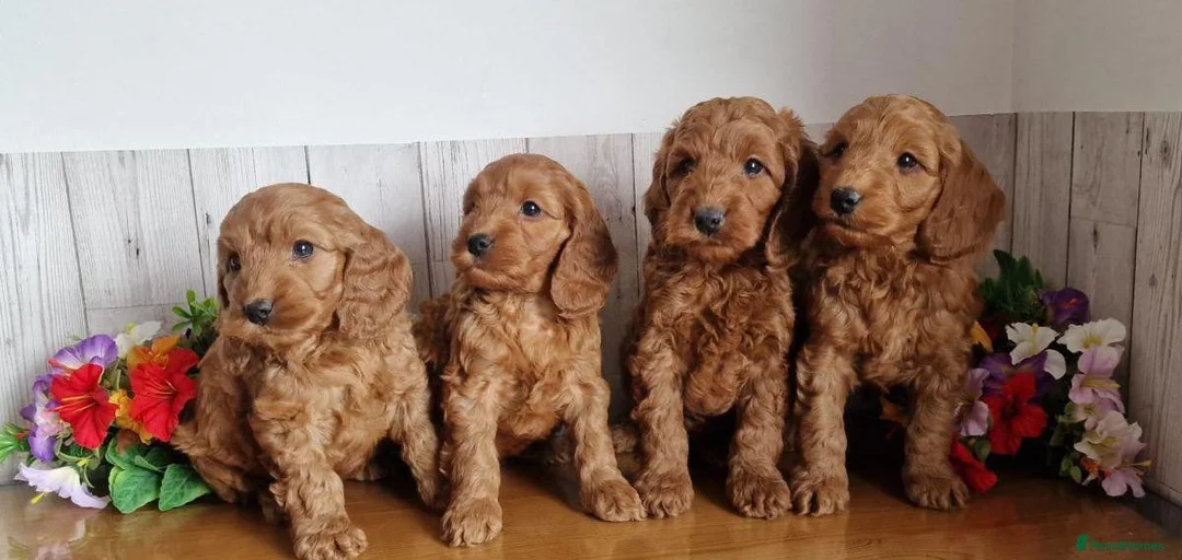 Cavapoo dogs for sale: Beautiful solid red cavapoos  - Advert 2