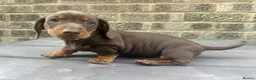 Miniature Dachshund dogs for sale: Miniature short-haired Dachshund - Advert 16