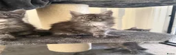 Maine Coon cats for sale: Beautiful Maine coon babies - Advert 5