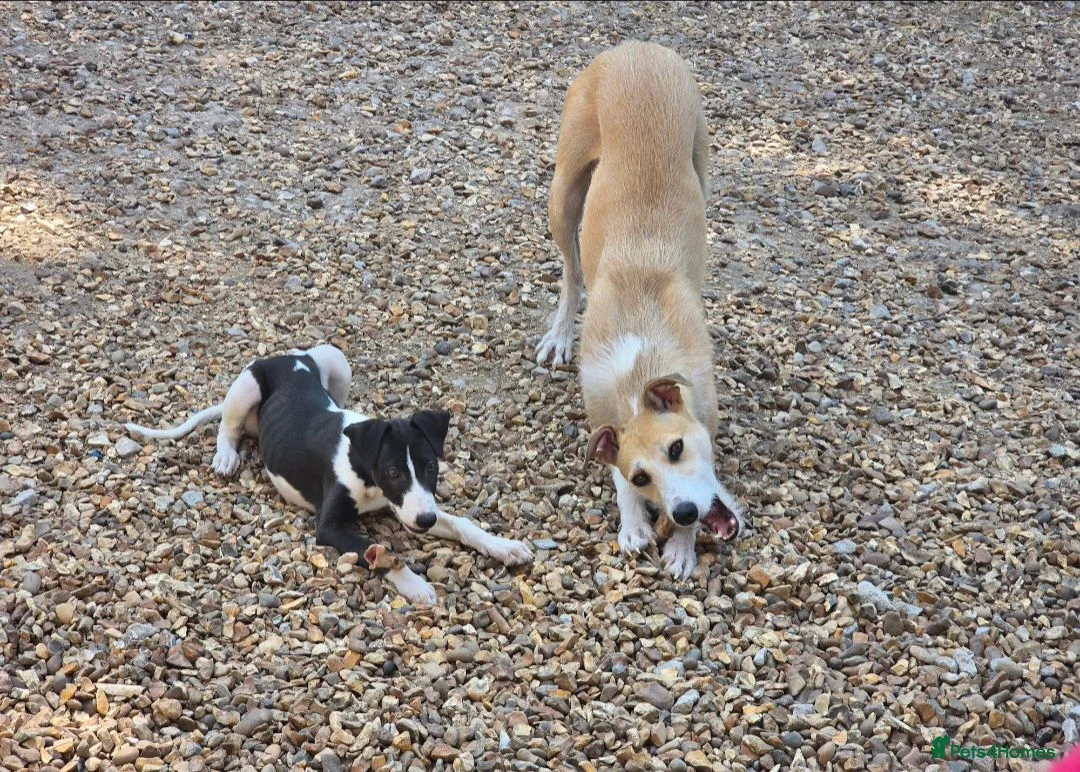 Mixed Breed dogs for sale: Whippet lurcher - Advert 2