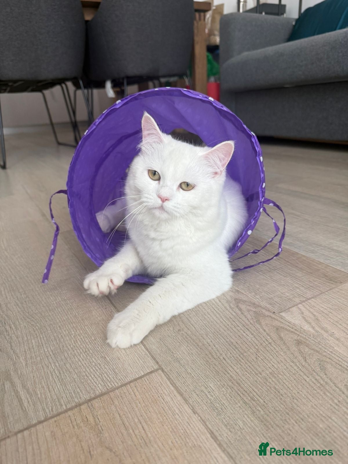 Mixed Breed cats FLUFF - FUN AFFECTIONATE Happy MIX PERSIAN SPAYED - Advert 2