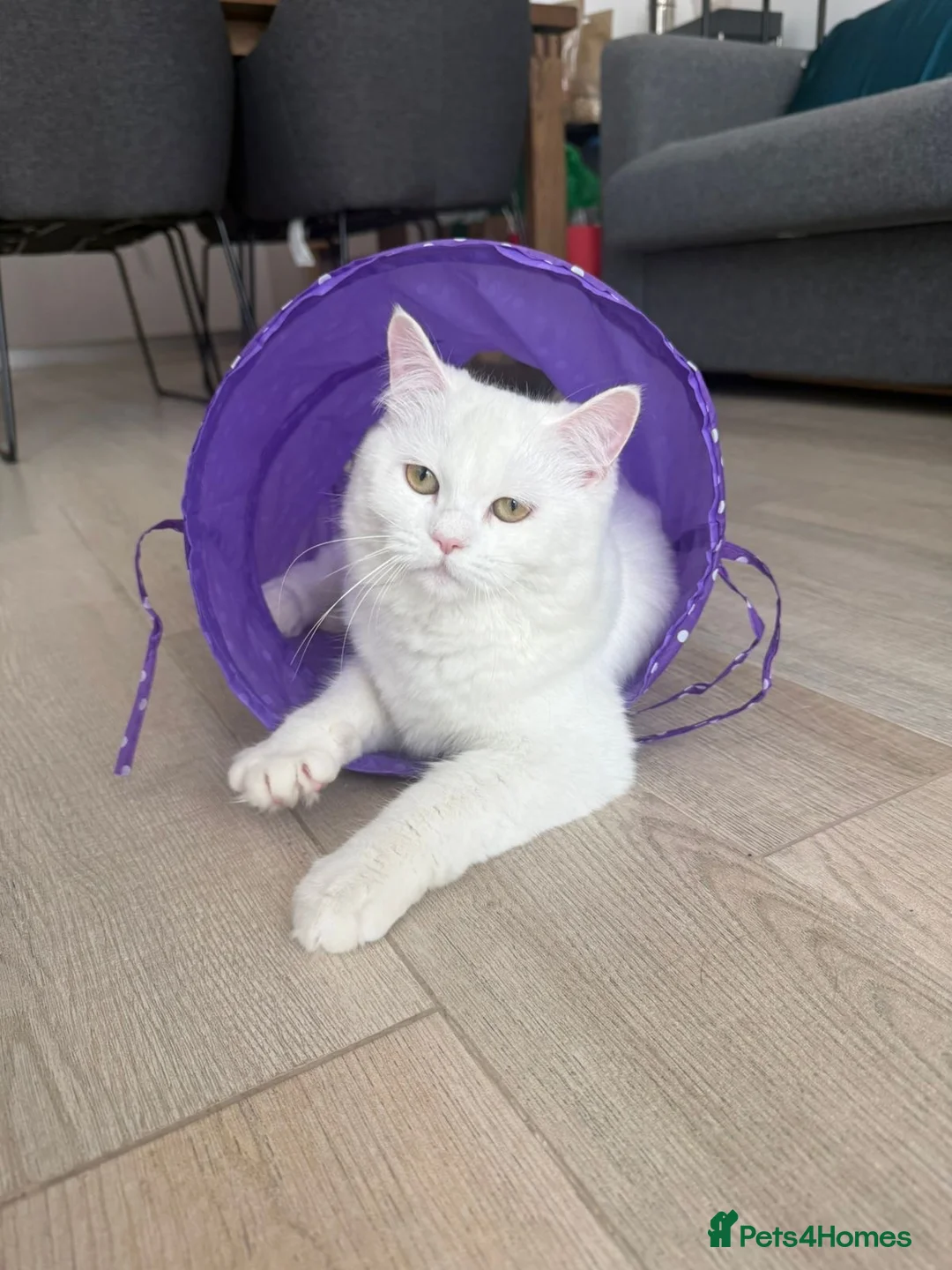 Mixed Breed cats for adoption: FLUFF - FUN AFFECTIONATE Happy MIX PERSIAN SPAYED - Advert 1