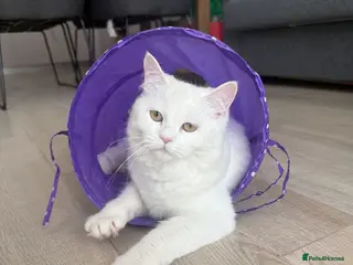 Mixed Breed cats FLUFF - FUN AFFECTIONATE Happy MIX PERSIAN SPAYED - Advert 2