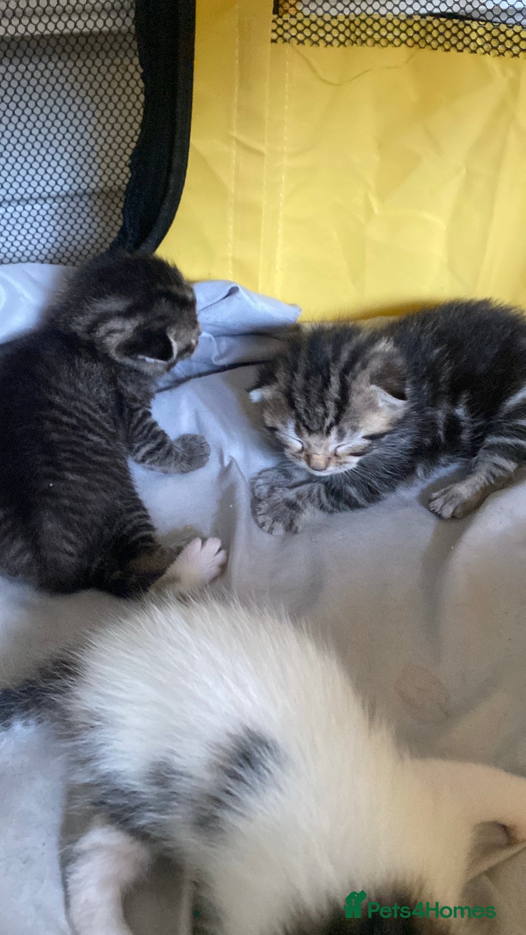 British Shorthair cats for sale: 4 kittens for sale  - Image 2