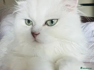 Scottish Fold cats Stunning Scottish Fold Girl - Advert 11