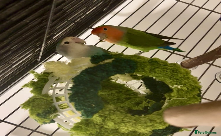 Lovebirds birds Matched lovebird  - Advert 12