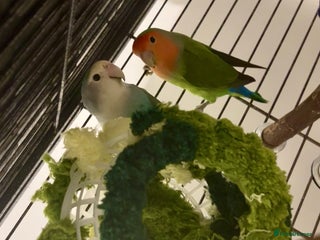 Lovebirds birds Matched lovebird - Advert 6