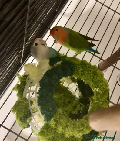 Lovebirds birds Matched lovebird - Advert 6