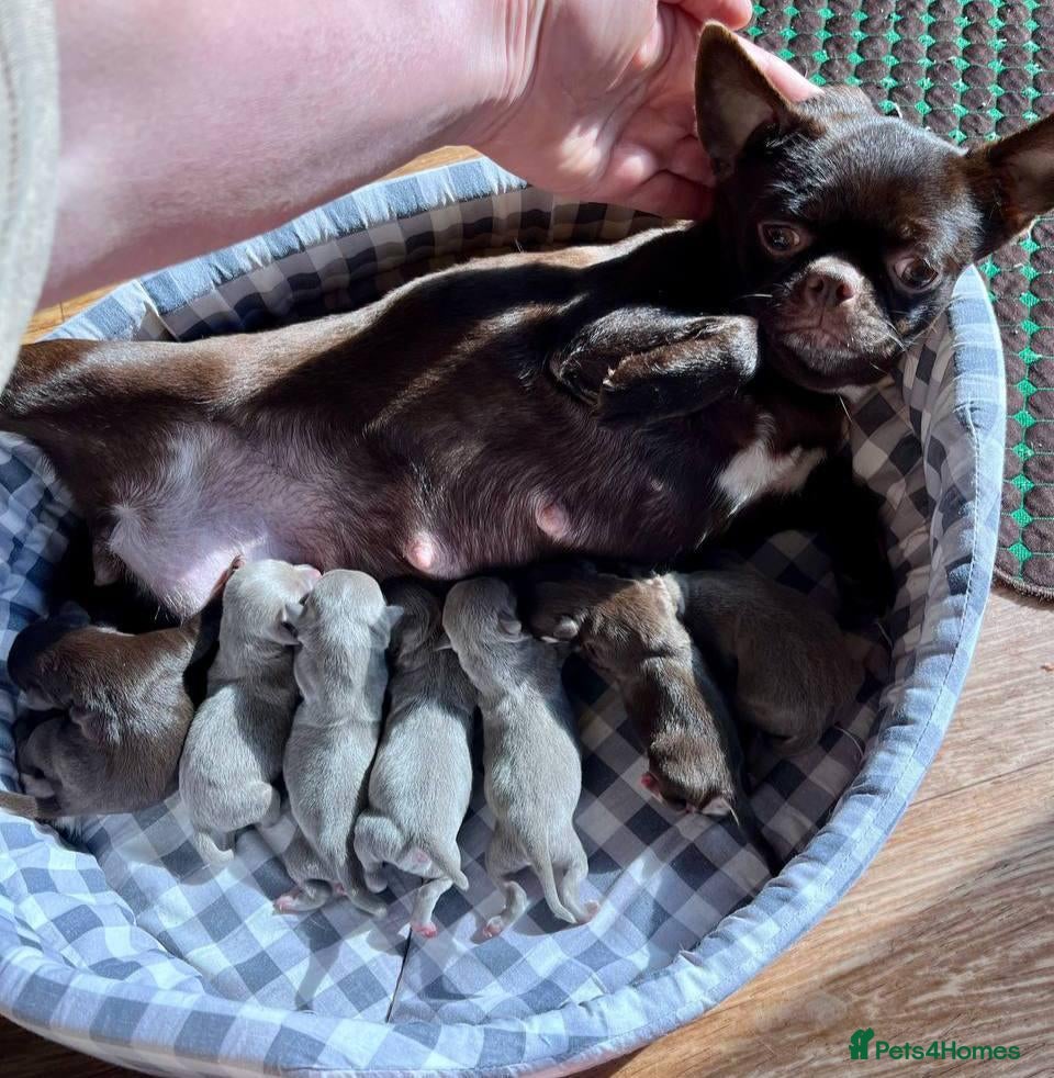 Chihuahua dogs Five Little Hearts Gorgeous Chihuahua Puppies - Advert 1