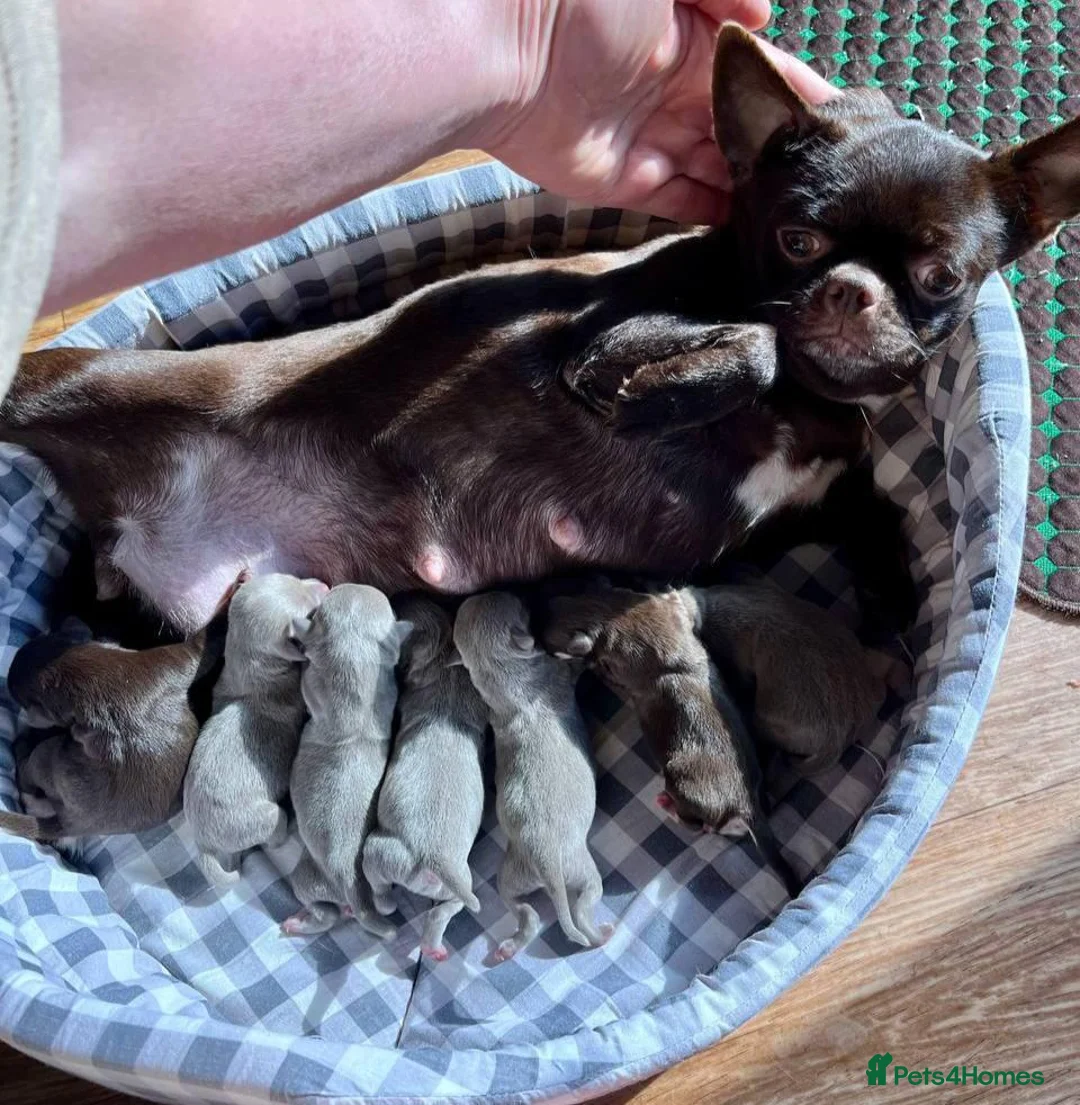 Chihuahua dogs for sale: Five Little Hearts Gorgeous Chihuahua Puppies in London - Advert 1