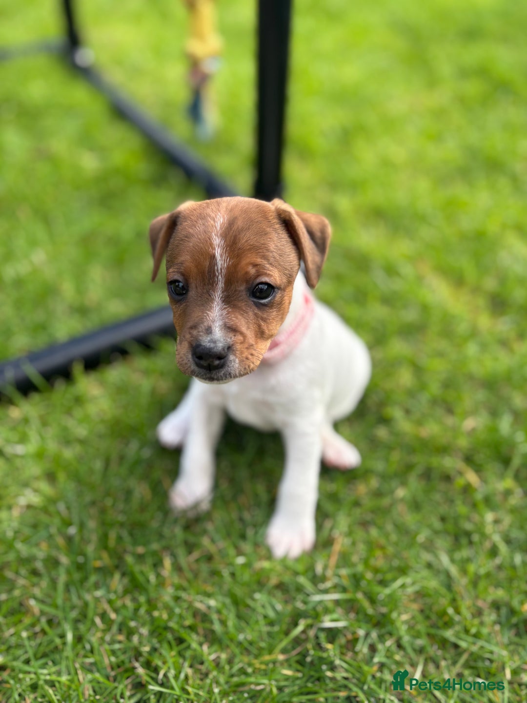 Jack Russell dogs for sale: Quality Jack Russell Puppies - Image 7