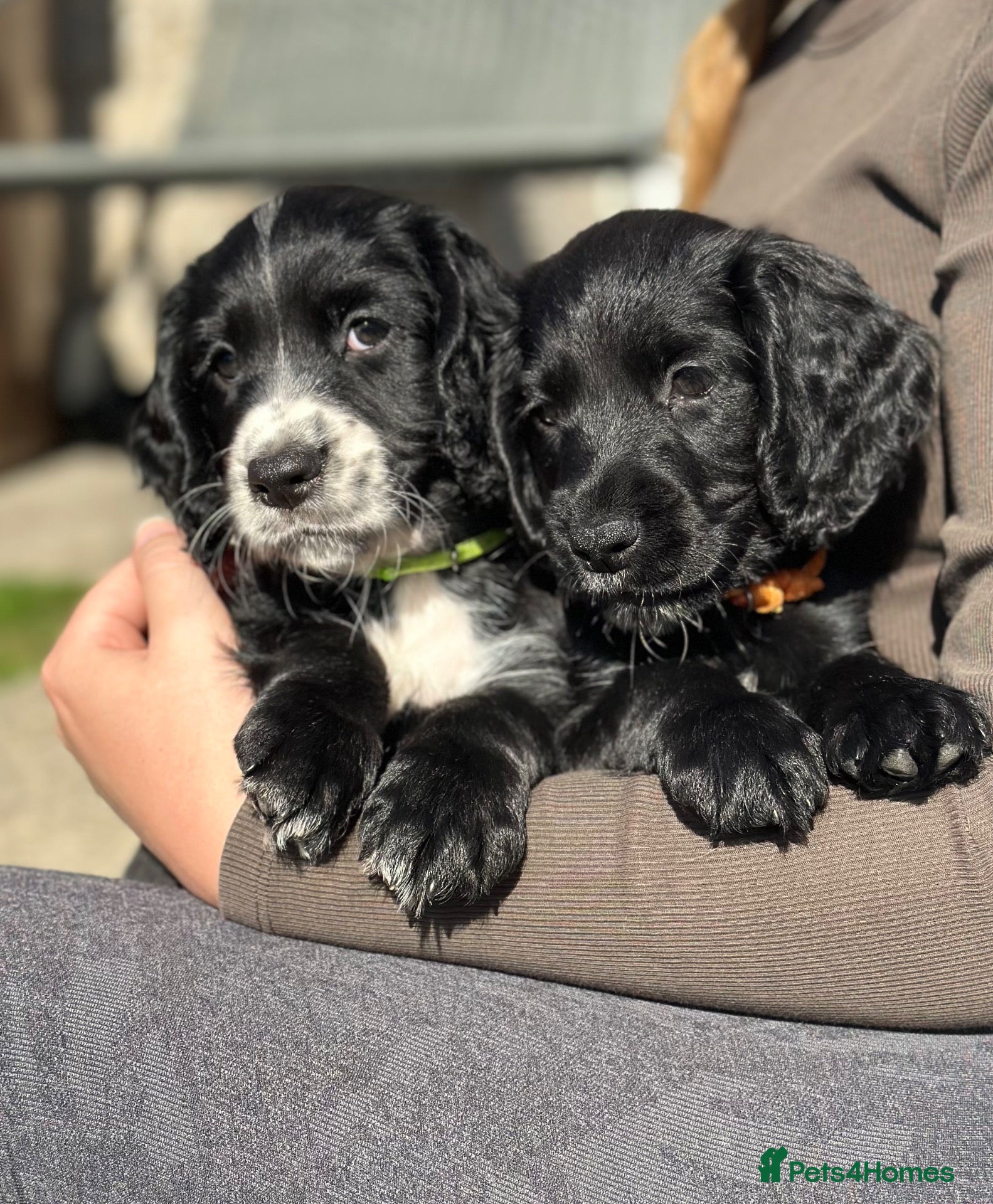 Cocker Spaniel dogs 2 Working Cocker Spaniel ready soon  - Advert 17