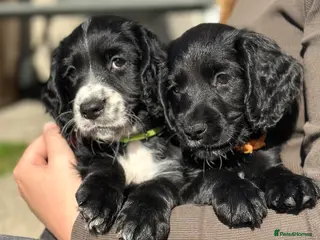 Cocker Spaniel dogs 2 Working Cocker Spaniel ready soon - Advert 1