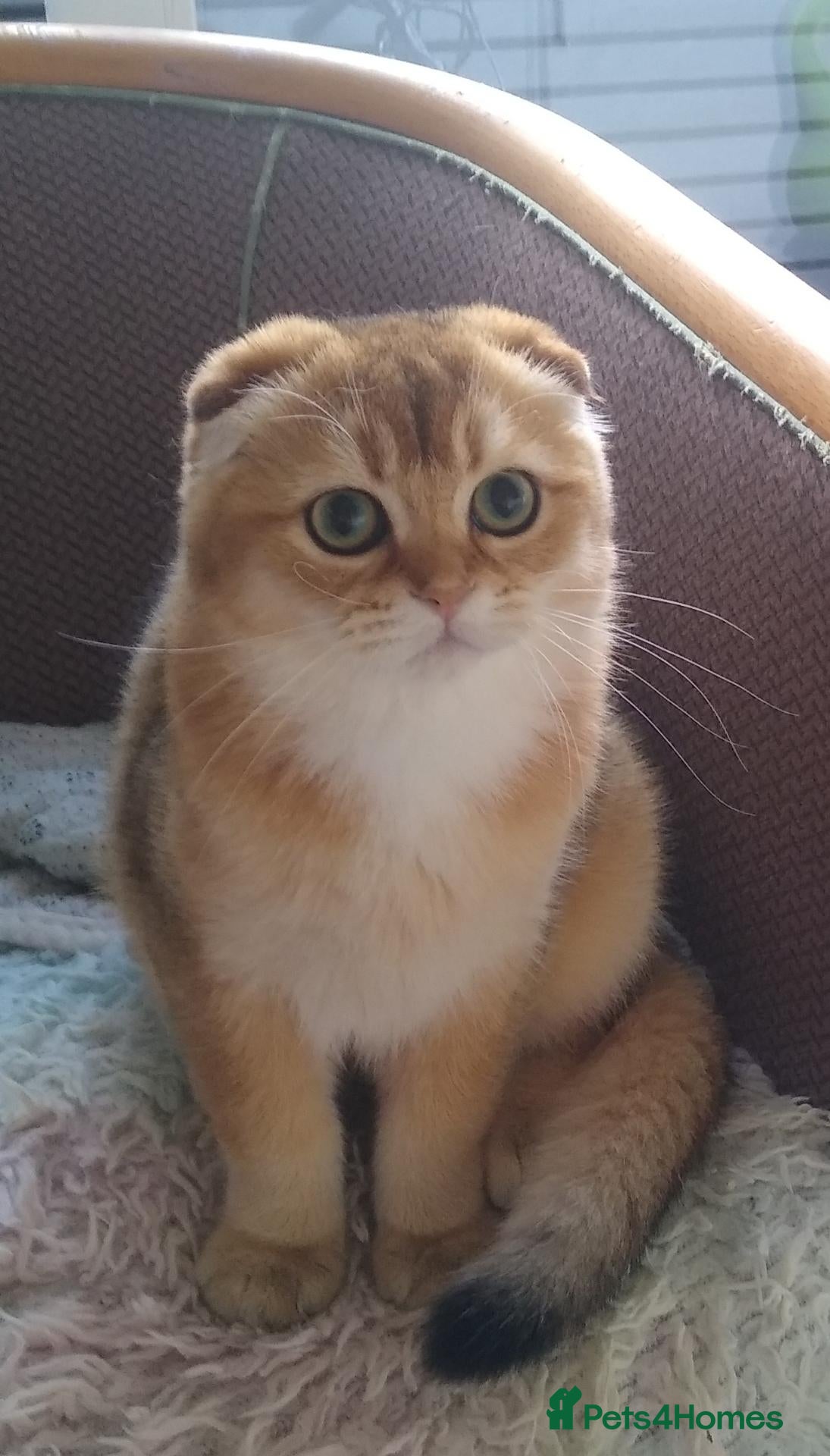 Scottish Fold cats 🐾Gorgeous Boy Available – TICA Scottish Fold 🐾 - Advert 1